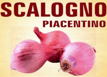 LO SCALOGNO PIACENTINO: UNA QUALITA' PIU' UNICA CH... LO SCALOGNO PIACENTINO: UNA QUALITA' PIU' UNICA CH...